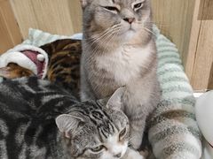 -MOCHA明星猫咖(田子坊店)
