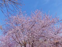 -桃花堤公园