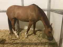 马演员-cavalia·舞马