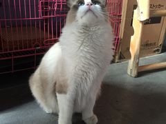 -喵屿·大理花园猫咖