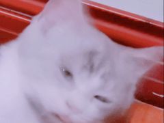 -瑞派名望志远动物医院·猫科·內科·异宠专科(直港大道店)