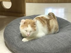 -猫和宫(六道口店)
