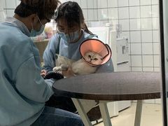 -老吴的猫·猫舍(新区店)