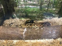 -上海大自然野生昆虫馆(东方明珠·爬宠昆虫探索中心)
