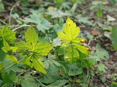 -乌兰布统景区-白桦林