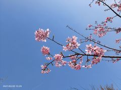 -南山植物园