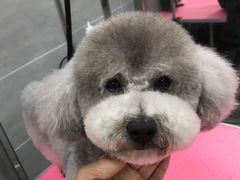 -宠福鑫康馨动物医院·骨科·眼科
