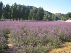 -紫海香堤香草艺术庄园