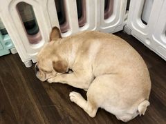 -柯斗斗主题餐厅·狗咖·围炉煮茶·茶饮(国瑞升平里店)