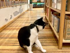 -猫的天空之城概念书店(杭州南宋御街店)