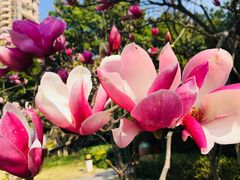 -聚龙小镇