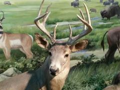 -陕西自然博物馆