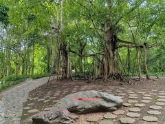 -中国科学院西双版纳热带植物园