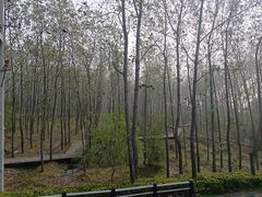 -合肥滨湖国家森林公园