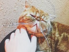 -猫友咖啡店(玉林西路店)
