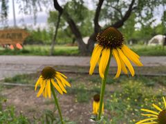 -永定河休闲森林公园