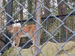 -大连森林动物园