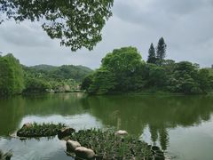 -深圳仙湖植物园