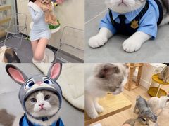-有喵·猫咖·狗咖·30几只猫10只小狗(岗厦店)