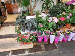 -溪岸路花鸟市场