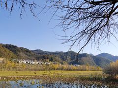 -千年银杏谷文化旅游区