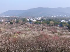 -香雪海