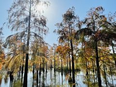 -池杉湖湿地公园