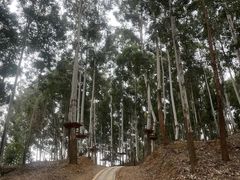 -空港花田景区