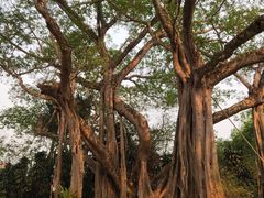 -瑞丽独树成林风景区