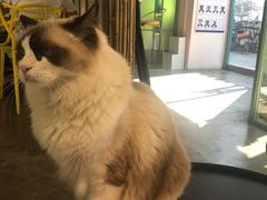 -喵屿·大理花园猫咖