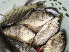 -肖记公安牛肉鱼杂馆· 省级非物质文化遗产(仁和路店)