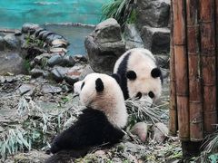 -中国大熊猫保护研究中心雅安碧峰峡基地