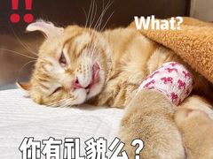 -东日国际动物医院·CT·心脏专科(桃源分院)