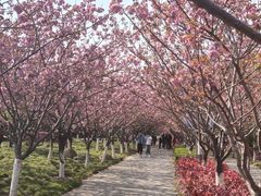 -高东镇樱花园