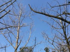 -杭州半山国家森林公园