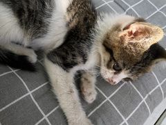 -海边的猫和咖啡馆