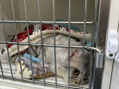 -万博宠物医院·手术·诊疗(未央凤城五路店)