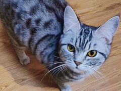 -这儿没有猫·猫咖萌宠馆·撸猫