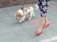 -顺强宠物诊所·狂犬免疫·夜诊·骨科(嘉定店)
