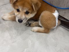 -安安宠医宠物医院·异宠·犬猫内科(岳阳分院)
