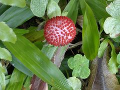 -中国科学院华南植物园