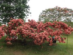 -中国科学院西双版纳热带植物园