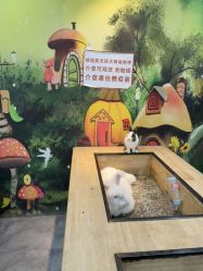 -神奇动物撸宠馆·羊驼·小浣熊·异宠(豫园店)