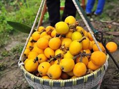 -塘栖枇杷特色园区