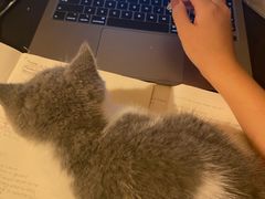 -屋虎猫馆(宝安大仟里店)