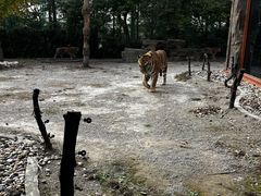 -上海野生动物园老虎餐厅