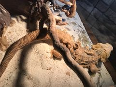 -喵园·猫主题咖啡厅·撸猫·猫咖(国贸店)