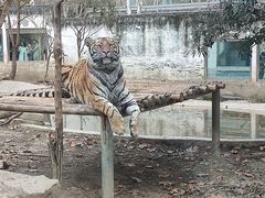 -成都动物园