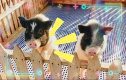 -萌宠亲子动物乐园(槐房万达店)