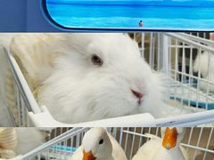 -怪兽屋·羊驼·猫咖·狗咖(俊华广场店)